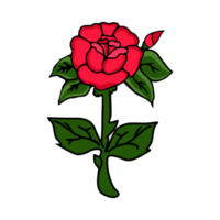 Red rose flower illustration isolated on Png transparent background