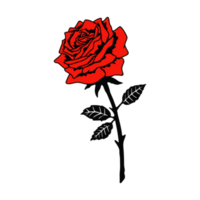 Red rose flower illustration isolated on Png transparent background