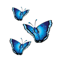 blue butterfly transparent background