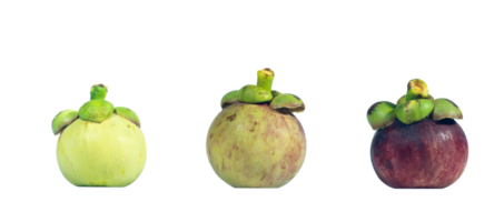 3 tipos de fruta mangostão antes da colheita. a fruta mangostão é a rainha da fruta tailandesa png