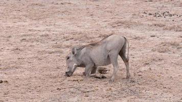 Close up footage of baby warthog eating grass on its knees in the Amboseli National Park. video