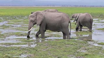 Closeup footage of african elephant in swamp wasjing and eating grass video