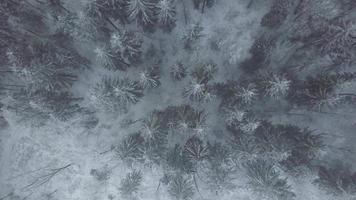 vista superior en el bosque de pinos bajo la nieve en invierno. naturaleza. video