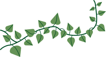 Simplicity ivy freehand drawing png