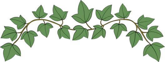 Simplicity ivy freehand drawing png