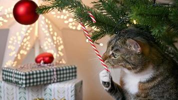 le chat joue avec la canne en bonbon sur le sapin de noël. images de vacances video