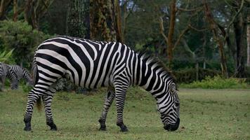 Closeup footage of zebra eating grass. Safari in kenya. Wild animals video