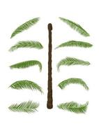 coconut tree with leaf isolated white background vector illustration