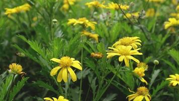 schot van bloemen en weinig planten in natuur video