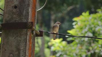 Small bird on an electric wire video