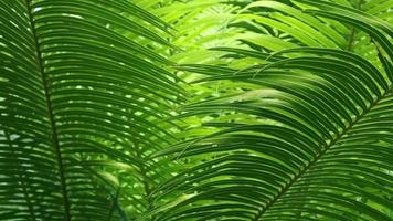 Palm tree and green vegetation in the garden video