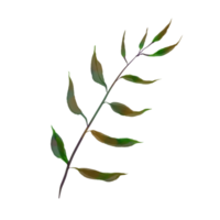 waterverf bloem illustratie groen blad Afdeling verzameling voor nog steeds leven bruiloft achtergrond groeten mode behang, eucalyptus, olijf, groen bladeren, enz. png