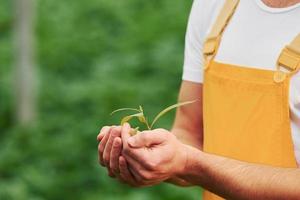 Holding plant in hands. Young greenhouse worker in yellow uniform have job inside of hothouse photo