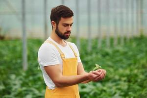 Holding plant in hands. Young greenhouse worker in yellow uniform have job inside of hothouse photo