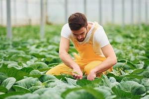 Taking care of cabbage. Young greenhouse worker in yellow uniform have job inside of hothouse photo