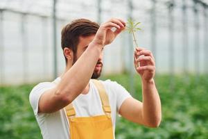 planta dentro del tubo de ensayo con agua. joven trabajador de invernadero con uniforme amarillo tiene trabajo dentro del invernadero foto