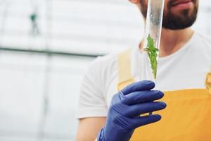 Holds test tube with plant and water inside of it. Young greenhouse worker in yellow uniform have job inside of hothouse photo