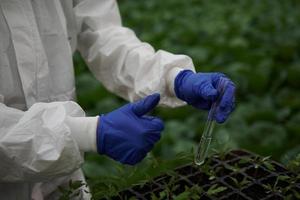 Young greenhouse female worker in full white protective uniform working by using test tubes inside of hothouse photo