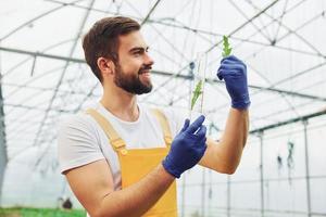 Holds test tube with plant and water inside of it. Young greenhouse worker in yellow uniform have job inside of hothouse photo
