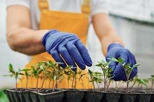 Taking care of plants in the black stand. Young greenhouse worker in yellow uniform have job inside of hothouse photo