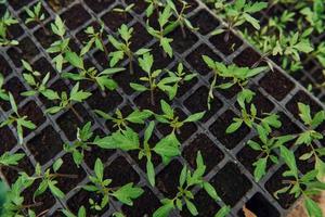 Top view of little green plants that growing at the farm's soil photo