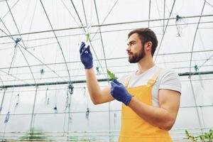 Holds test tube with plant and water inside of it. Young greenhouse worker in yellow uniform have job inside of hothouse photo