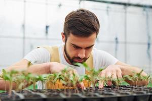 Taking care of plants in the black stand. Young greenhouse worker in yellow uniform have job inside of hothouse photo