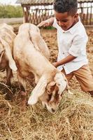 Cute little african american boy is on the farm at summertime with goats photo