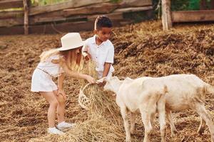 lindo niño afroamericano con niña europea está en la granja con cabras foto