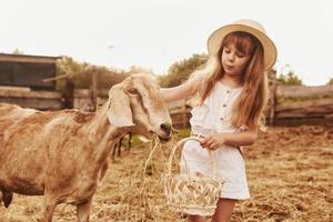Little girl in white clothes is on the farm at summertime outdoors with goats photo