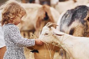 Feeding goats. Little girl in blue clothes is on the farm at summertime outdoors photo