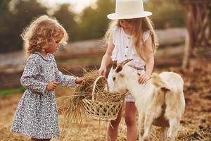 Two little girls together on the farm at summertime having weekend with goats photo