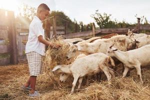 Cute little african american boy is on the farm at summertime with goats photo