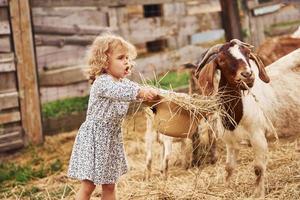 Little girl in blue clothes is on the farm at summertime outdoors with goats photo