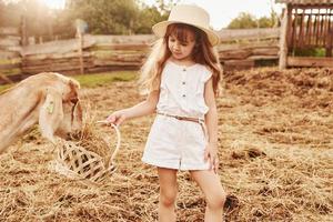 Little girl in white clothes is on the farm at summertime outdoors with goats photo