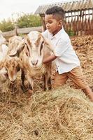 Cute little african american boy is on the farm at summertime with goats photo