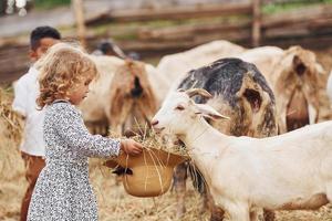 Good sunny weather. Cute little african american boy with european girl is on the farm with goats photo