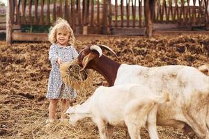 con cabras una niña con ropa azul está en la granja en verano al aire libre foto