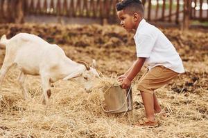 Cute little african american boy is on the farm at summertime with goat photo