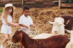 buen tiempo soleado. lindo niño afroamericano con niña europea está en la granja con cabras foto