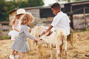 lindo niño afroamericano con chicas europeas está en la granja con cabras foto