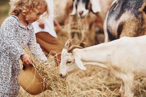 Feeding goats. Little girl in blue clothes is on the farm at summertime outdoors photo