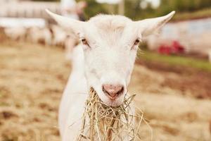 Close up view of cute white goat on the farm at summertime photo