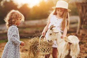 Two little girls together on the farm at summertime having weekend with goats photo