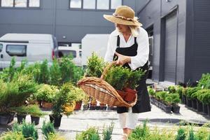 Wooden basket in hands. Senior woman is in the garden at daytime. Conception of plants and seasons photo