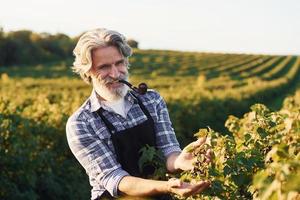 Smoking and taking care of harvest. Portrait of senior stylish man with grey hair and beard on the agricultural field photo