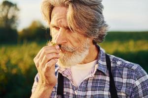 Senior stylish man with grey hair and beard on the agricultural field with harvest photo