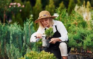 With pot in hands. Senior woman in big hat is in the garden at daytime. Conception of plants and seasons photo