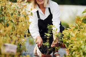 Holding pot in hands. Senior woman is in the garden at daytime. Conception of plants and seasons photo