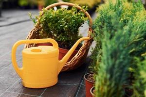 Yellow watering can. Plants in pots and working tools on the ground. Conception of gardening photo